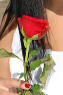 red rose in woman's hand