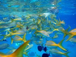 Beautiful and colorful bright tropical fish in clear water