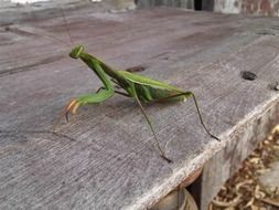 Praying mantis in wildlife