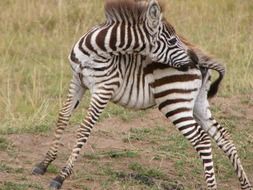 baby zebra licking hip