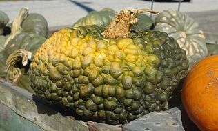 various pumpkin
