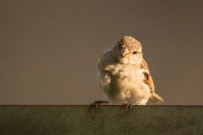 sparrow beautiful cute bird