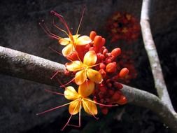 unusual exotic orange flowers