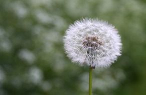 furry dandelion on a field in summer