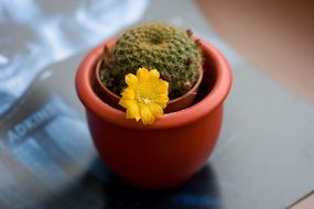 potted cactus with yellow flower