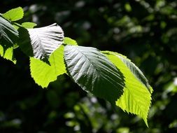 astounding green leaves