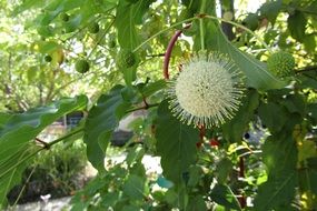 green ball on a plant in nature