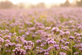 sea of purple flowers in nature