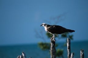 bird of prey in its natural habitat