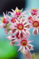 beautiful flowering pointed flower close-up on blurred background