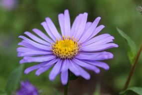 purple summer flower on a blurry green background