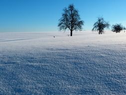 landscape of trees on a snowy field