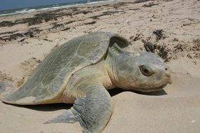 Big cute Kemps Ridley turtle on the sandy beach of ocean