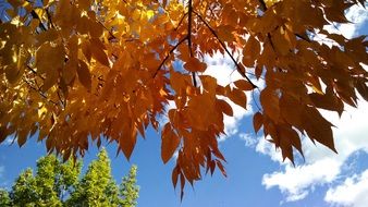 orange foliage on tree branches in autumn
