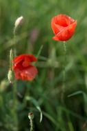red poppies on a green meadow closeup