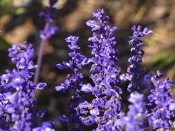 Closeup photo of Natural purple flowers in a garden