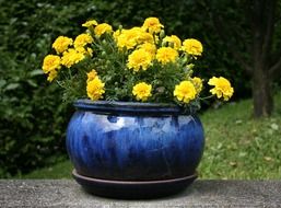 yellow flowers in a big blue pot in the middle of the garden