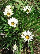 closeup photo of gazanie bush with white flowers