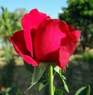 rosebud on the background of green trees