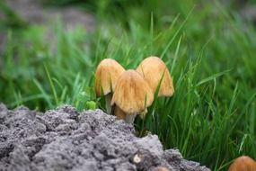 toxic fungi in green grass
