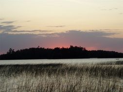 reed on a lake in minnesota