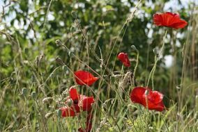 red poppies in late spring
