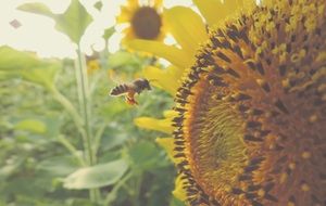 a bee flies near a sunflower flower on a blurred background