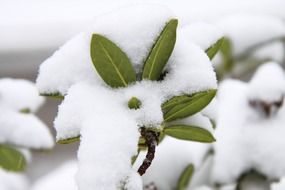 green branch in the snow close up on blurred background