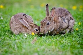 two european rabbits on green grass