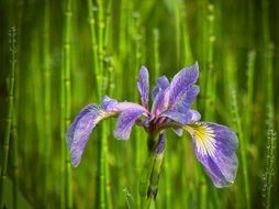 purple flower iris macro view