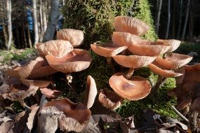 disc fungus in an autumn forest