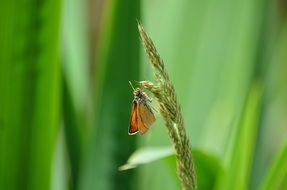 butterfly on the grass in the meadow