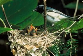 Cute blue-Throated Warblers among the plants In Nature