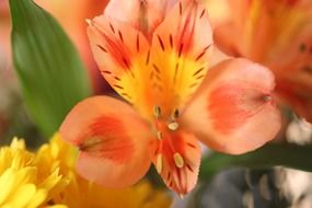 blooming orange-yellow lilies in the garden