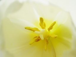 macro photo of the yellow core of a white tulip