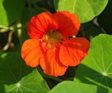 poppy bloom