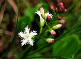 white flowers in wetland close-up on blurred background
