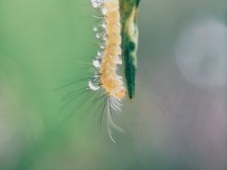 drops of dew on the caterpillar