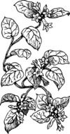biology plant flower and leaves botany