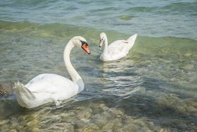 white swans in sea swimming