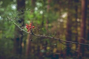 red berries on a tree