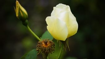 withered rose flower