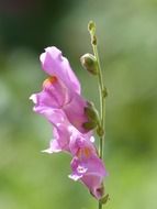 antirrhinum majus flower