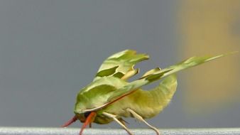 closeup of a green oleander hawkmoth