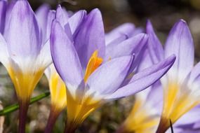 blooming crocus in spring