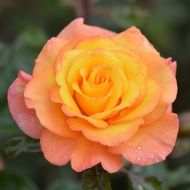 rose flower with a rain dew macro