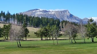 forest trees on a mountain background