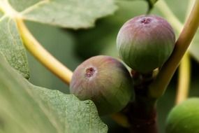 Figs on the tree