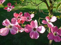 Pink dogwood in nature