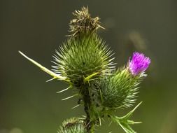 thistle thorns